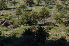 Pemkab Cianjur Mulai Sosialisasikan Larangan Perluasan Lahan Kelapa Sawit