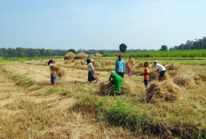 Produksi Padi Cianjur Tembus 765 Ribu Ton, Surplus Beras 271 Ribu Ton