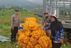 Sinergi Polri dan Petani, Polsek Pacet Cianjur Sukses Panen 1,5 Ton Jagung Hibrida 