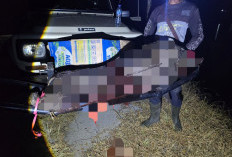 Babi Hutan Penyerang Empat Warga di Cianjur Berhasil Ditangkap dan Dilumpuhkan