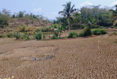 Ratusan Hektare Sawah Mengering di Takokak Cianjur, Puluhan Keluarga Terpaksa Merantau
