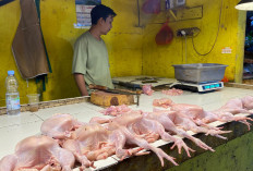 Pasokan Terbatas, Harga Ayam di Cianjur Naik hingga Rp45 Ribu per Kilogram