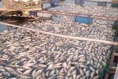 Ribuan Ikan di KJA Waduk Jangari Mati, Petani Cianjur Rugi Miliaran Rupiah