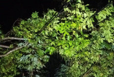 PLN Gerak Cepat Tangani Gangguan Listrik Akibat Cuaca Ekstrem di Wilayah Tanggeung 