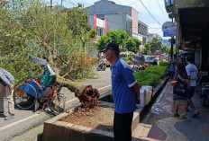 Pohon Tumbang Timpa Becak dan Sepeda Motor di Solokpandan Cianjur