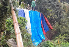 Cegah Meluas, Pemdes Cibanteng Cianjur Tanam Pohon Keras di Lokasi Pergerakan Tanah 