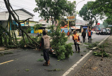 DLH Cianjur Pangkas Pohon Rawan Tumbang di Jalur Strategis