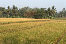 DTPHP Cianjur Perkuat Mitigasi untuk Tekan Dampak Kekeringan