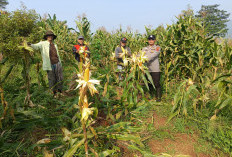 Polres Cianjur Panen 10 Ton Jagung Hibrida, Hasil Dipasok ke Bulog