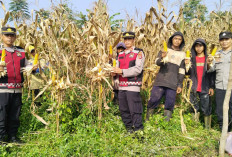 Perkuat Ketahanan Pangan, Polsek Warungkondang Cianjur Berhasil Panen 1,5 Ton Jagung Hibrida