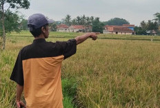 Diserang Burung Pipit, Ratusan Hektar Sawah di Ciranjang Cianjur Gagal Panen