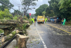 Hujan Deras Disertai Angin Kencang Akibatkan Pohon Tumbang di Jalan Raya Ciloto Puncak