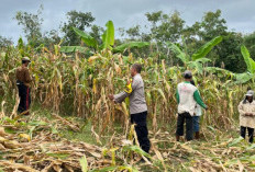 Polsek Agrabinta Panen Jagung Hibrida 5 Ton di Lahan Non-LBS Cianjur