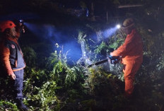 Pohon Tumbang Hambat Lalu Lintas Kendaraan di Jalan Raya Bandung Cianjur