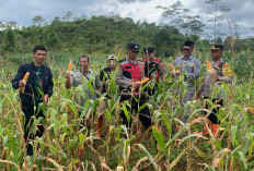 Polri dan Petani Bersinergi, Jagung Hibrida Dua Ton Dipanen di Sukanagara