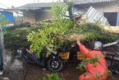 Pohon Tumbang Timpa Pengendara Motor di Cugenang Cianjur 