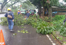 Membahayakan Pengguna Jalan, DLH Cianjur Rapikan Ranting Pohon 