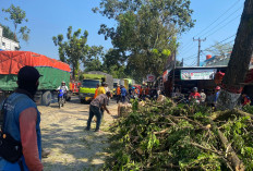 Pohon Tumbang Timpa Angkot di Cianjur, Empat Orang Terluka