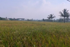 Abu Vulkanik Selimuti Lahan Pertanian, DTPHP Siapkan Langkah Mitigasi