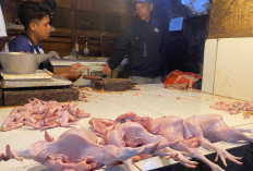 MBG Kembali Beroperasi, Harga Daging Ayam di Pasar Muka Cianjur Ikut Naik 