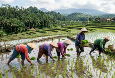 DTPHP Cianjur: Petani Gagal Tanam Bisa Dapat Ganti Rugi Rp6 Juta per Hektare