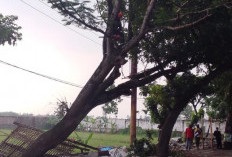 Antisipasi Pohon Tumbang, DLH Cianjur Pangkas Pohon di Sejumlah Titik Rawan