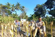 Polsek Sindangbarang Cianjur Optimalkan Lahan Non LBS, Panen 5 Ton Jagung Hibrida