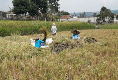Lahan Sawah di Cianjur Menyusut Ratusan Hektare Kurun Waktu 2017-2025