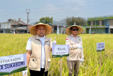 Bulog Cianjur Lampaui Target Penyerapan Gabah 2026, Realisasi Capai 158,95 Persen