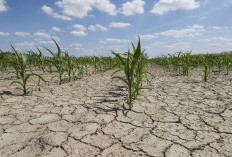 Kekeringan Ancam Ratusan Hektare Sawah di Delapan Kecamatan Cianjur