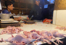 Harga Daging Ayam di Pasar Muka Cianjur Turun Sejak Program MBG Libur