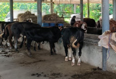 DPKHP Klaim Hewan Kurban di Cianjur Aman untuk Dikonsumsi