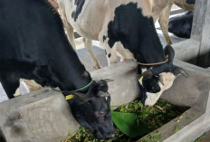 Pembangunan Kawasan Peternakan di Kecamatan Campaka Cianjur Sudah Selesai 100 Persen