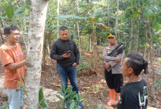 Diserang Monyet Liar, Anak 5 Tahun di Cibeber Cianjur Alami Luka Serius
