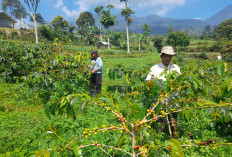 Manfaatkan Lahan di Lereng Gunung, Petani Cianjur Kembangkan Kopi Arabika Berkualitas