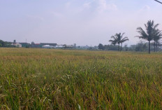 Kemarau Picu Kekeringan, 960 Hektare Sawah di Cianjur Terancam