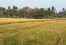 Musim Kemarau, Petani Ciranjang Cianjur Dibebani Biaya Operasional Tambahan