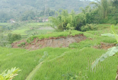 Longsor di Kecamatan Campakamulya Cianjur Rusak Sawah di Empat Desa