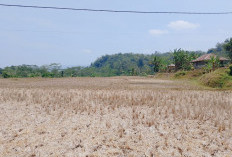 Siaga Darurat Kekeringan dan Karhutla di Cianjur Diperpanjang hingga Akhir Oktober