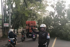 Hujan Deras dan Angin Kencang Sebabkan Pohon Tumbang di Karangtengah Cianjur