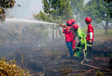 Menteri LH Tinjau Langsung Kebakaran Lahan di Kalimantan Selatan, Pastikan Api Padam