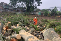 Hujan Deras Disertai Angin Tumbangkan Pohon Beringin di Pamoyanan Cianjur