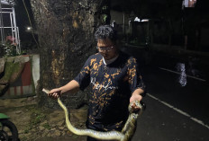 Usai Banjir, Ular Sanca-Biawak Muncul ke Permukiman Warga di Cibeber Cianjur