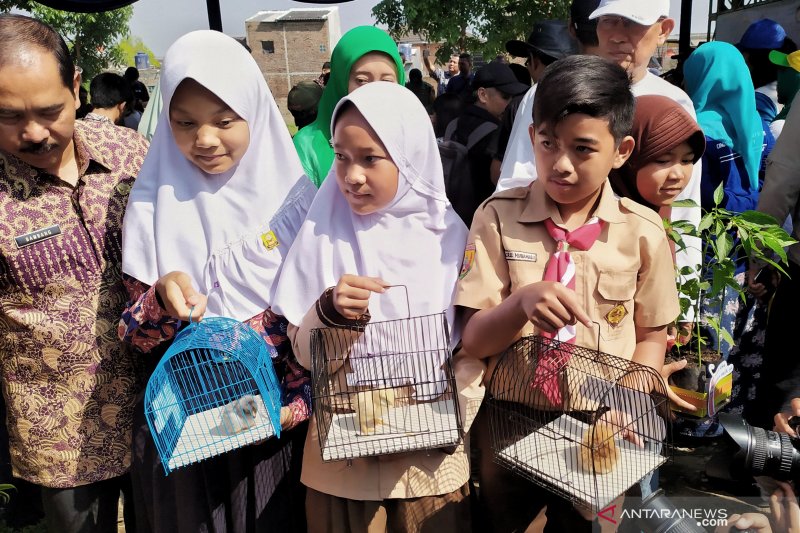 Dua Bulan Dibagikan, Anak Ayam dari Wali Kota Bandung Mati Dimakan Tikus