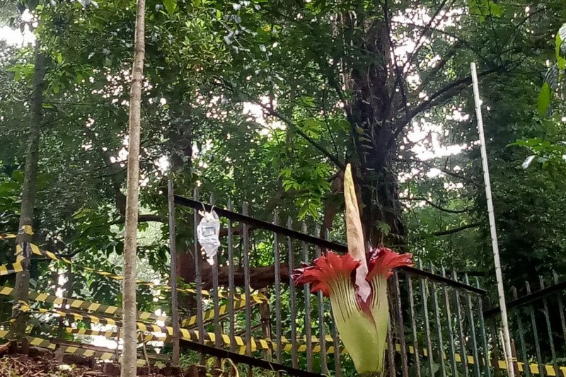 Bungkai Bangkai Amorphophallus Titanum Mekar Sempurna di Kebun Raya Bogor