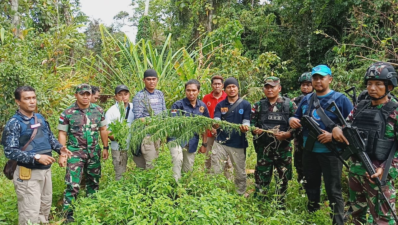 Satgas Yonif Raider 300/Bjw Bongkar Ladang Ganja di Papua