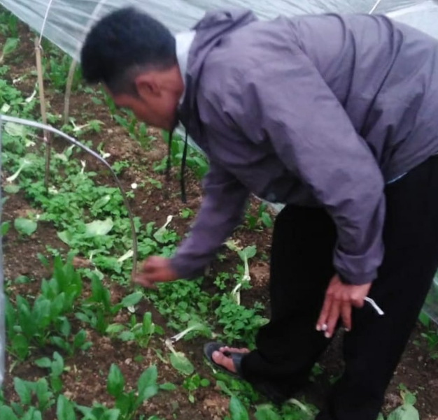Musim Penghujan, Petani Pakcoy di Cianjur Merugi