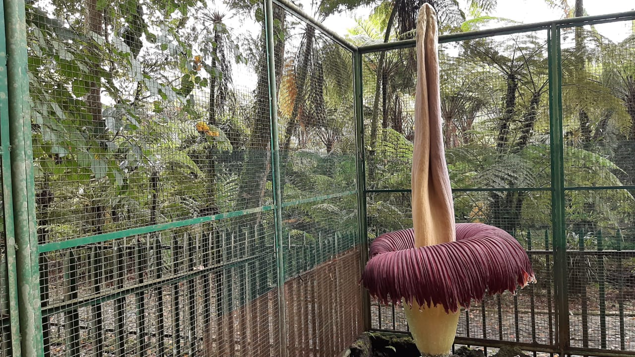 Bunga Bangkai di Cibodas Mekar Sempurna