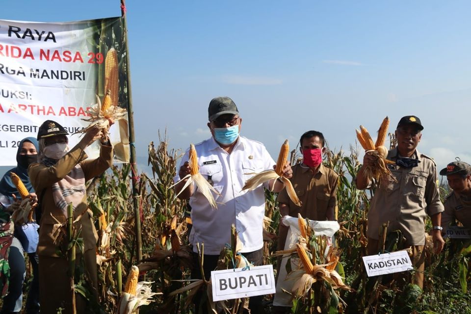 Panen Jagung di Ketinggian 1000 Mdpl, Bupati Sukabumi Bilang Begini