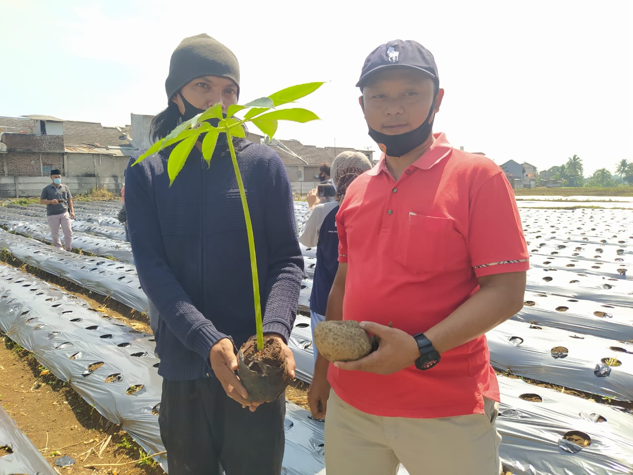 Laku di Pasaran, Petani Sindangasih Karangtengah Cianjur Ini Tanam Porang Sejak 2019